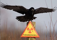Память и боль Чернобыля