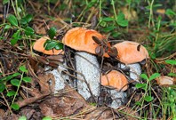 Фотоконкурс «Щедра природа Коми края!»
