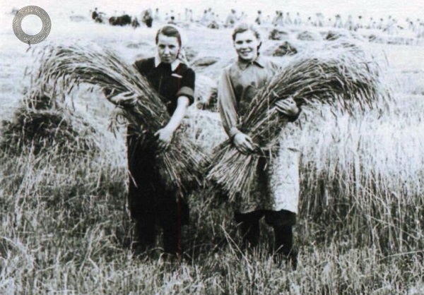 1956_ubor_hleb__avtor_Schmidt_GP.jpg